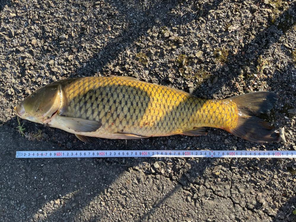 秋のナマジング