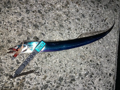 ようやくタチウオ襲来⁉️