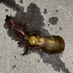 良型確保ーー♪