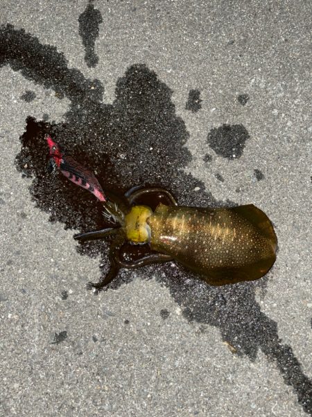 良型確保ーー♪