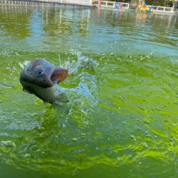 エリアトラウト楽し過ぎ