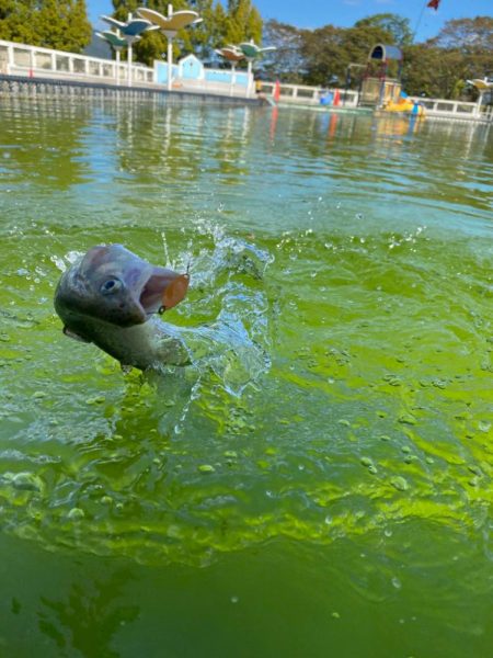 エリアトラウト楽し過ぎ