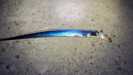 短時間でなんとか1匹