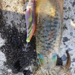 秋の隠岐エギング！