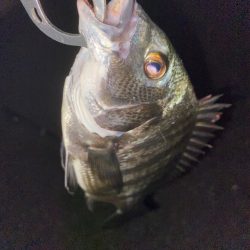 ヘチってきました