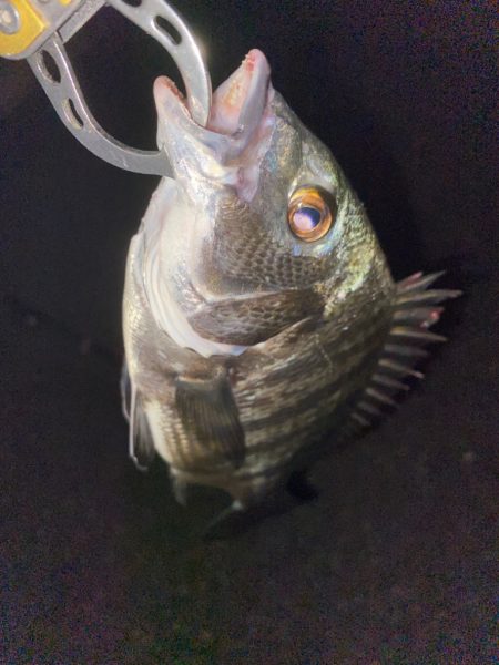 ヘチってきました