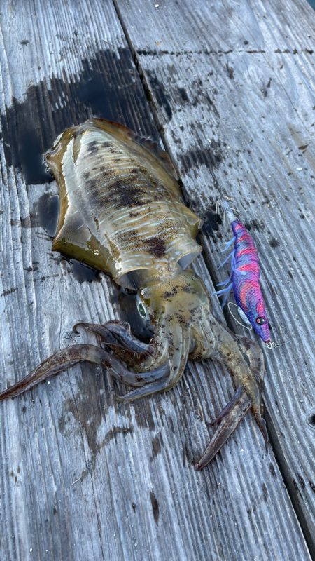 今期秋シーズン初のキロアップ！