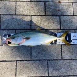 激混み湾奥コスモ。ハマチ42cm。。