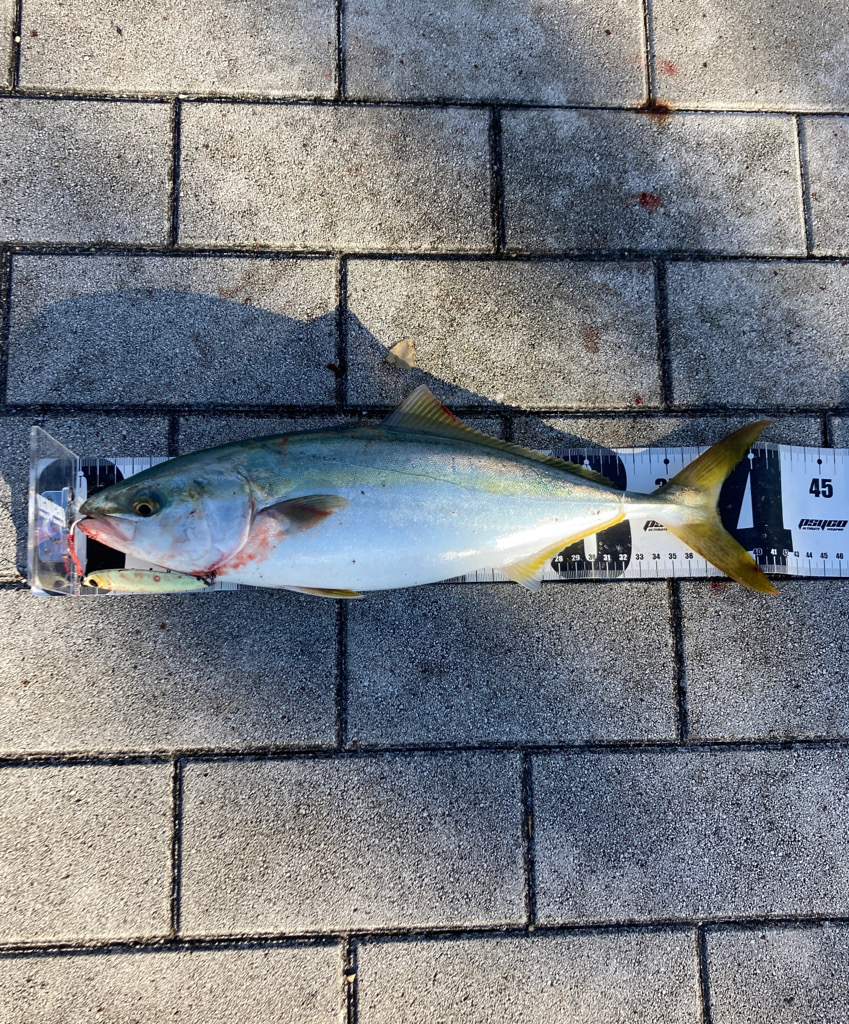 激混み湾奥コスモ。ハマチ42cm。。