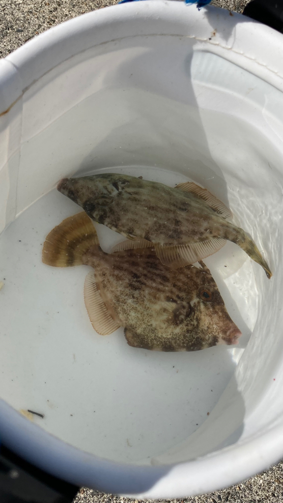 やってみたかったカワハギ釣り