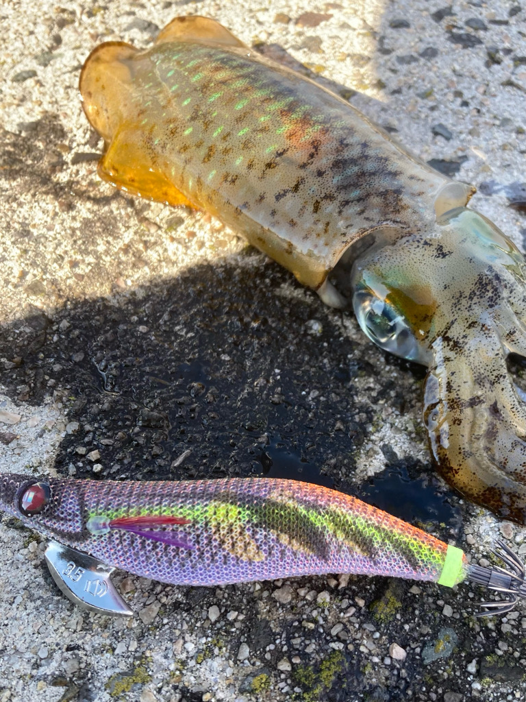 隠岐島秋イカゲット!