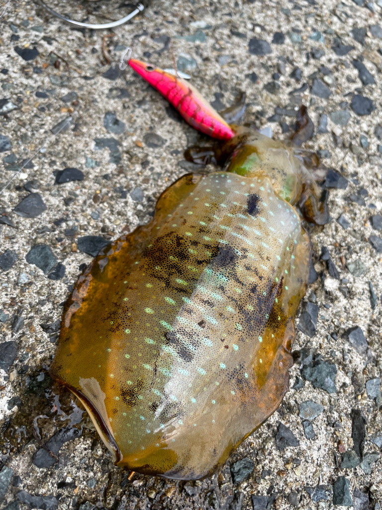 土日のエギング