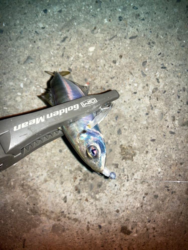 むずかしいアジング