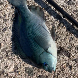 エギングタックルでフカセ釣りin隠岐島