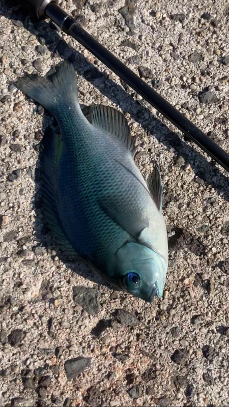 エギングタックルでフカセ釣りin隠岐島