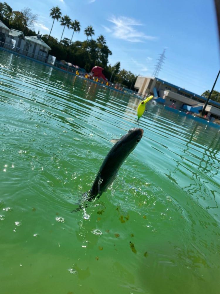 プレオープン　久宝寺緑地エリアトラウト
