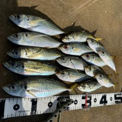 マズメチャレンジ