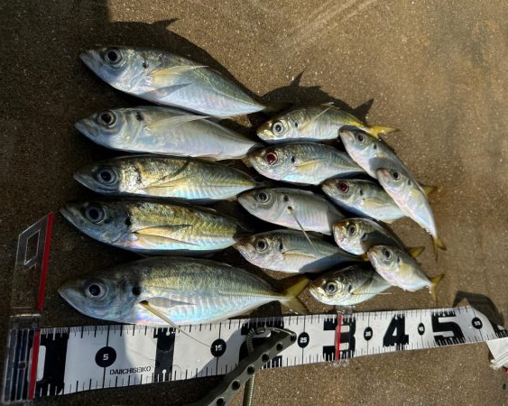 マズメチャレンジ