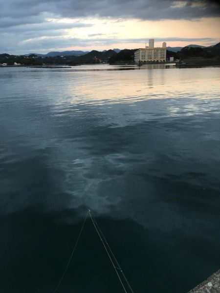 オオモンハタとガシラ