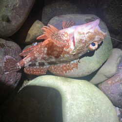 フロートアジング