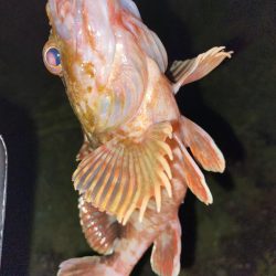 ガシラってきました