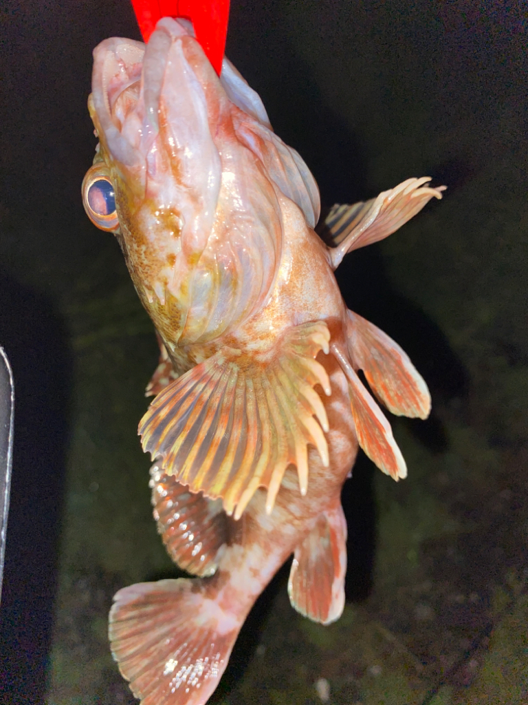 ガシラってきました