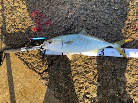 南港ショアジギング