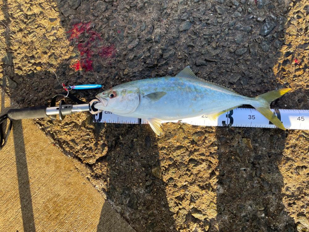 南港ショアジギング