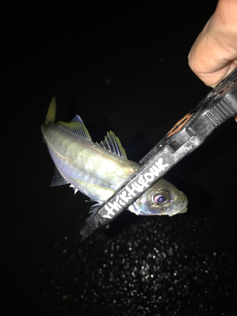 アジングでまさかの…