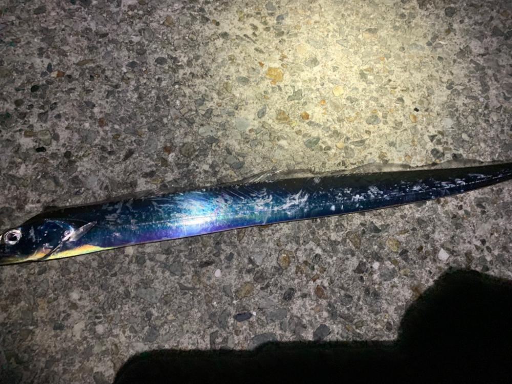 太刀魚！！