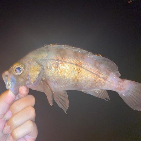 アジング釣行！