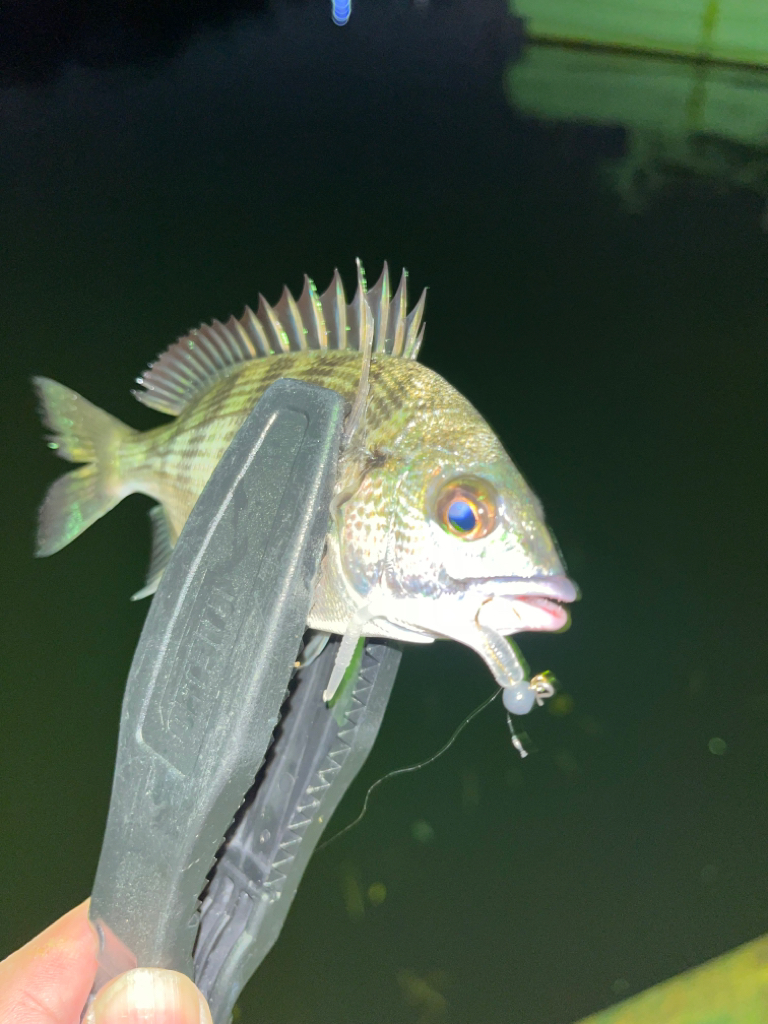 明るい時間から