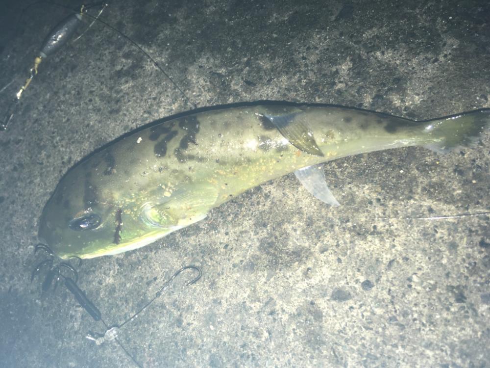 ヤエンデビュー不発