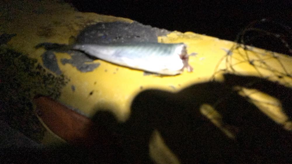 アオリは楽しいね!