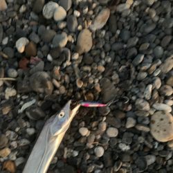 サーフで太刀魚！