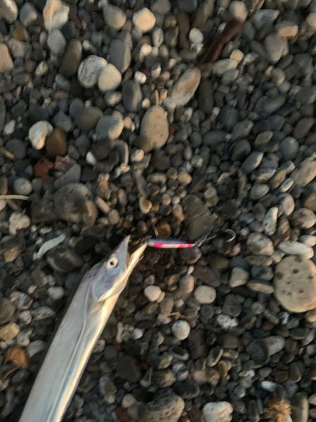 サーフで太刀魚！