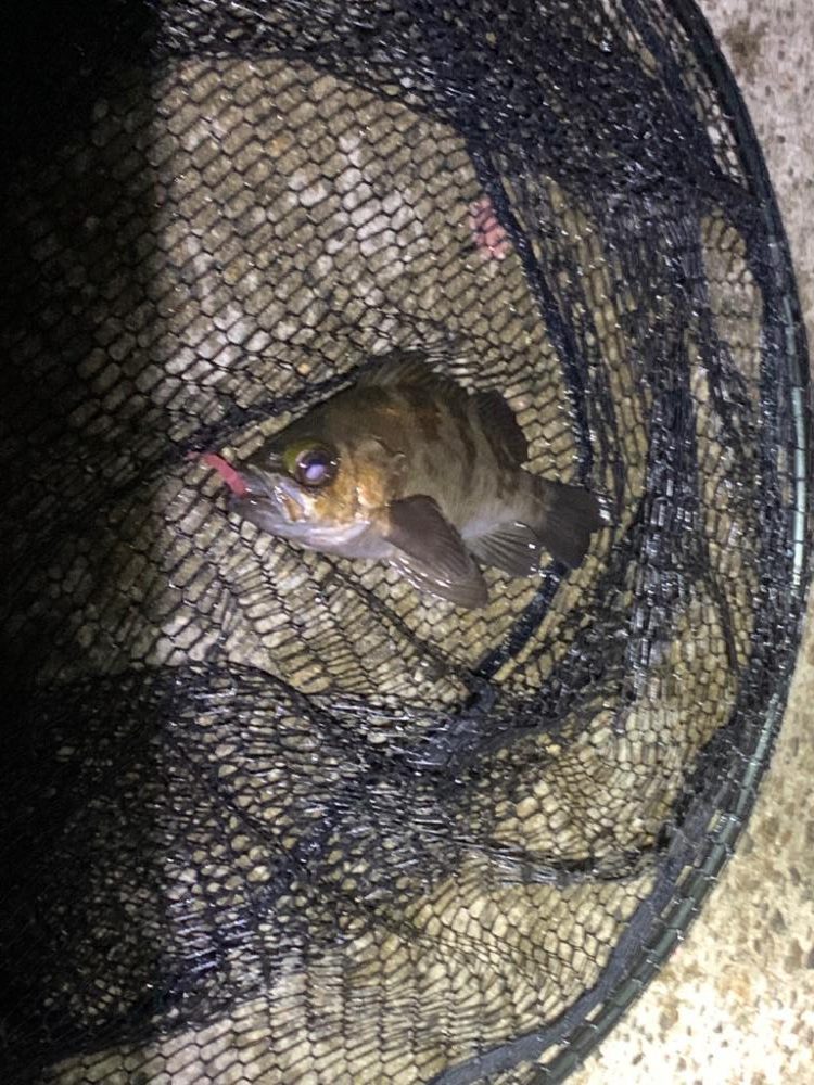 南港の奇妙なショアジギ