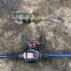 【エギング】秋イカベイトエギング