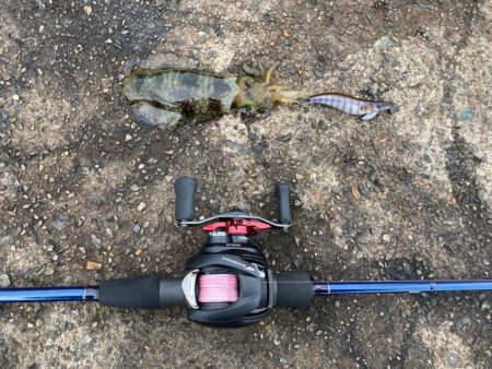 【エギング】秋イカベイトエギング