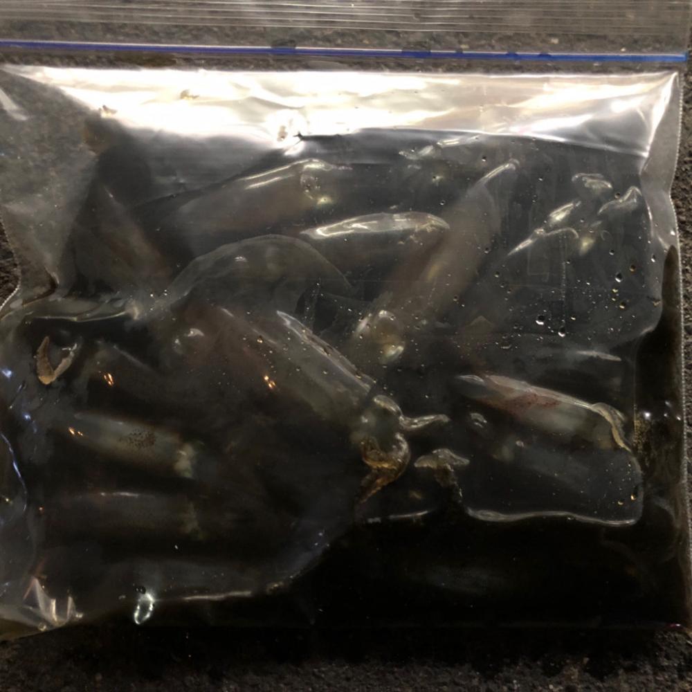 今年初のテクビイカ