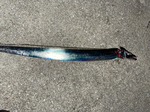 太刀魚釣りは楽しい。