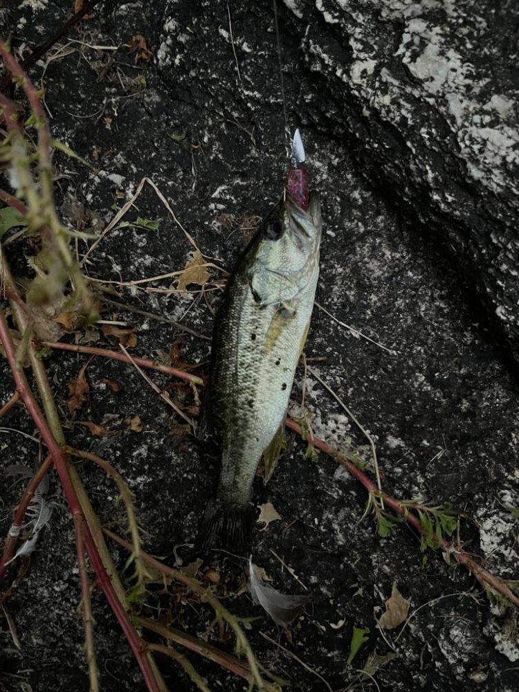 琵琶湖、今日も朝の散歩