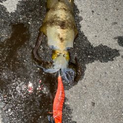 今日もエギング中毒発動！