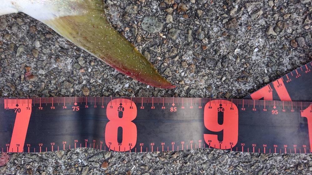 今期初青物が初ブリサイズ