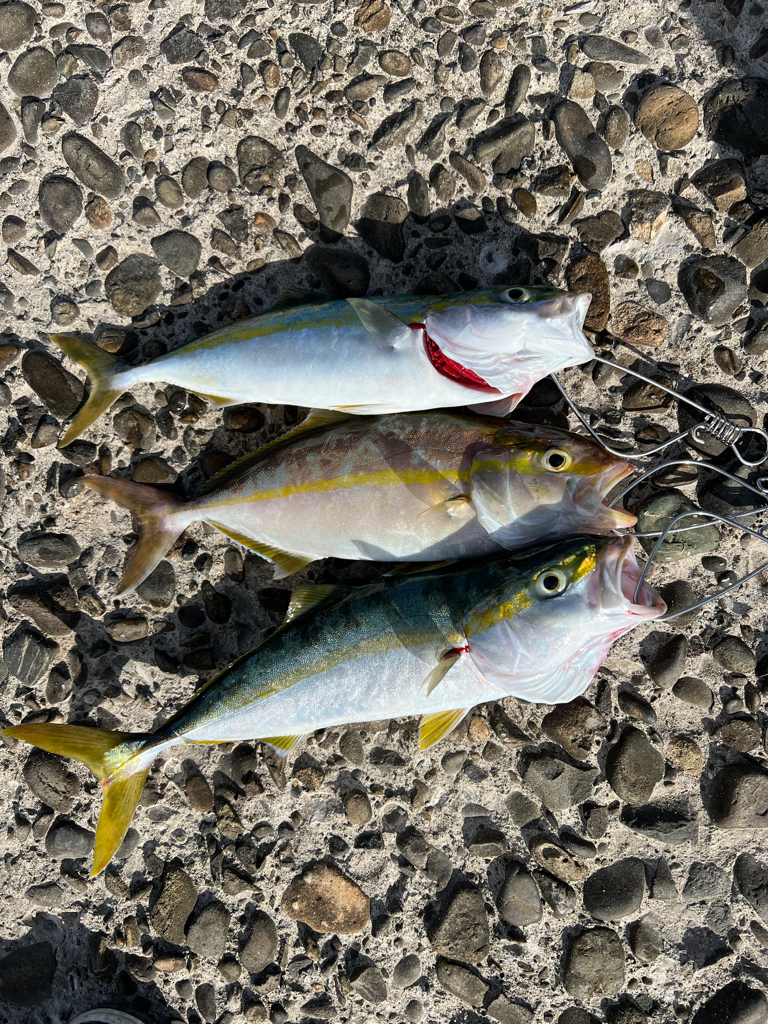 青物混声合唱団