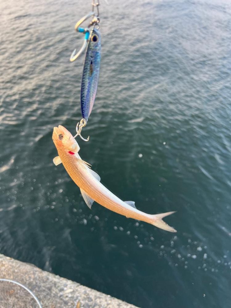 ビッグバッカーしか