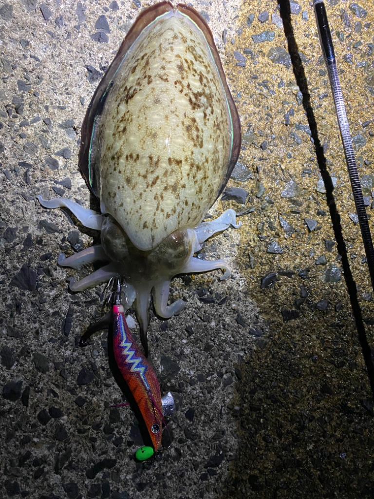 コウイカ祭り！