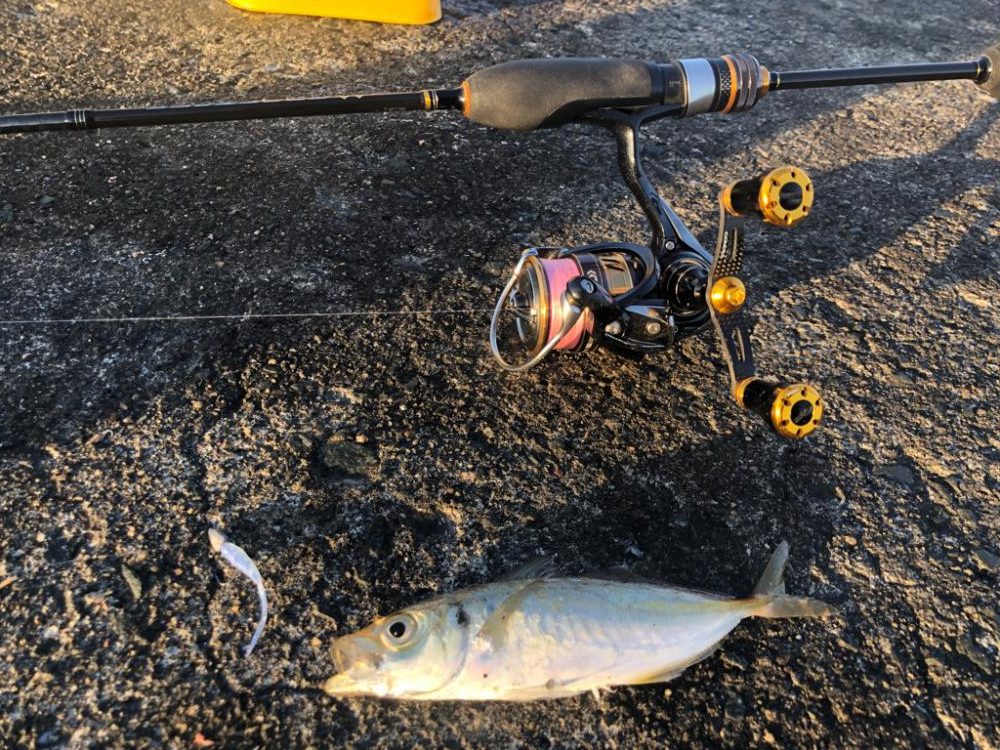 久しぶりの朝マズメ