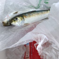 初の泳がせ釣り