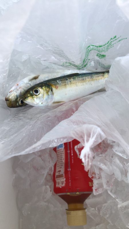 初の泳がせ釣り